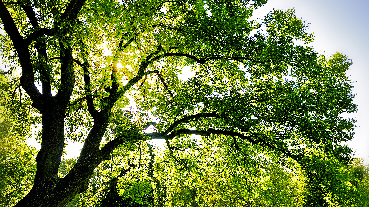 giornata-nazionale-degli-alberi