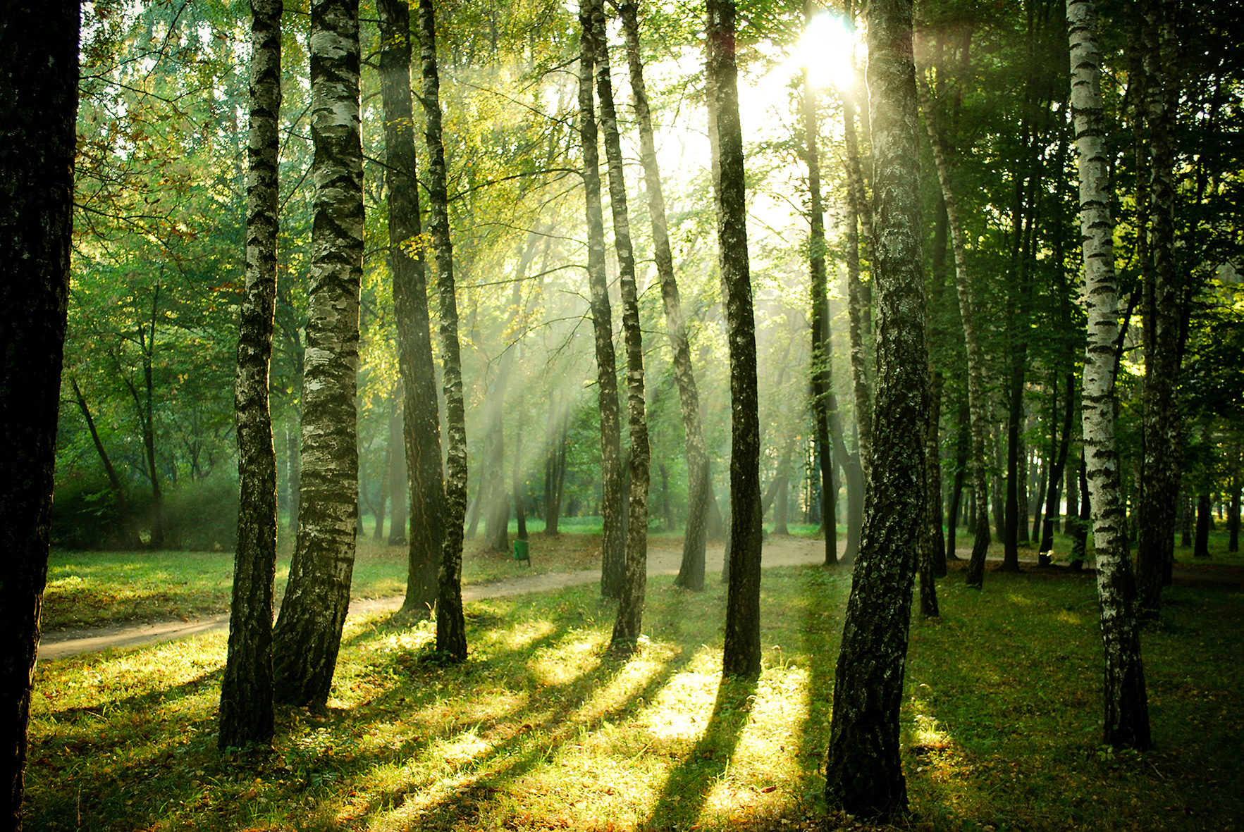 la fotografia sulle foreste in Europa