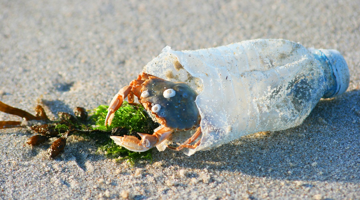 marine litter