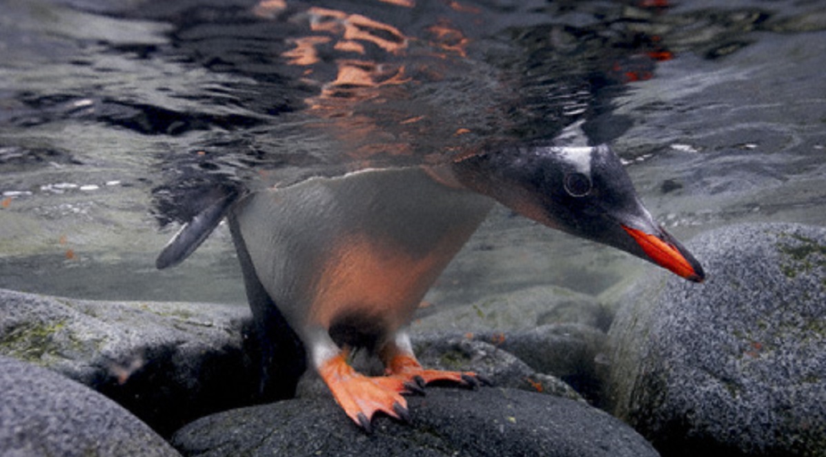 Paul Nicklen