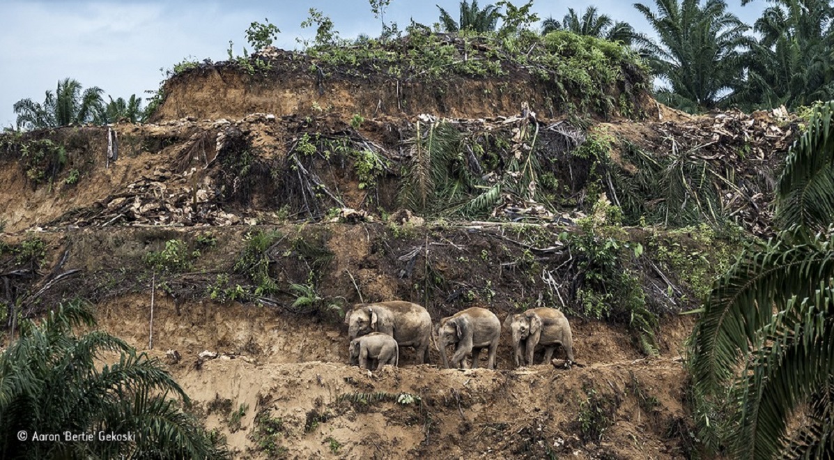 Aaron Gekoski - Wildlife Photographer of the Year