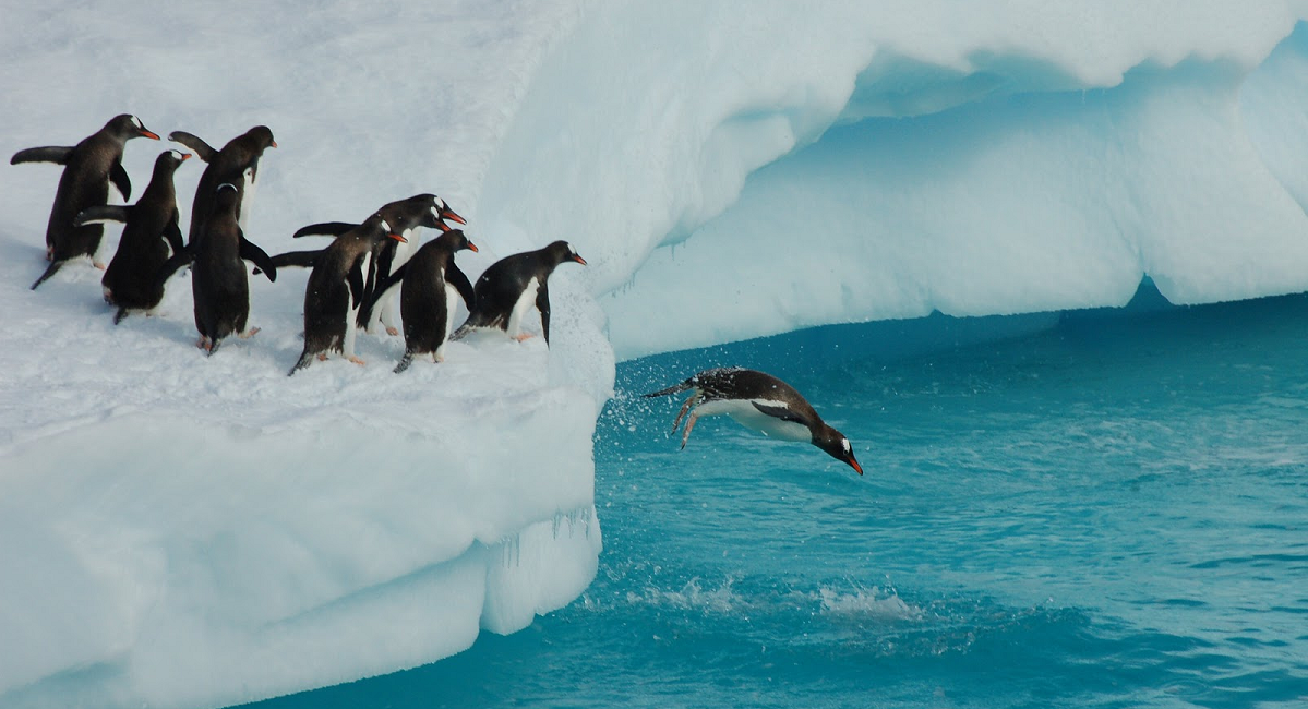 pinguini di adelia