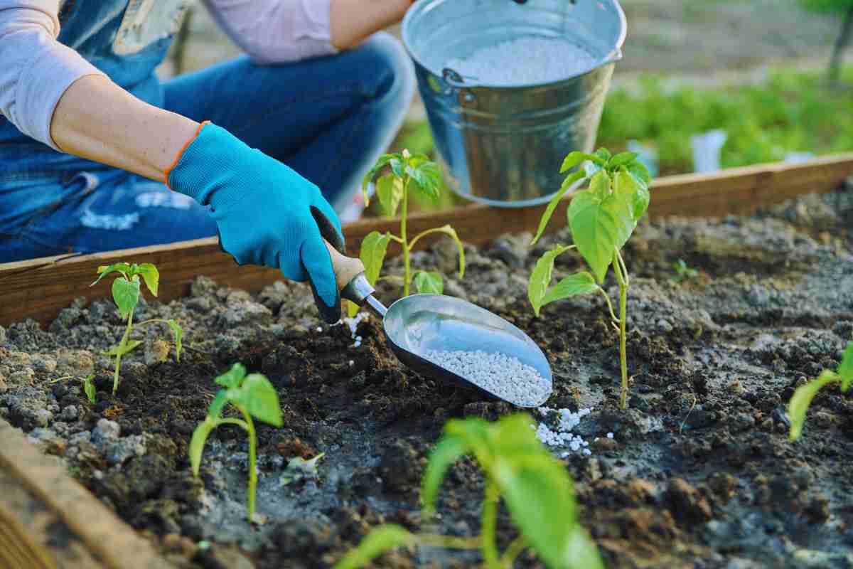 fertilizzante per piante fatto in casa